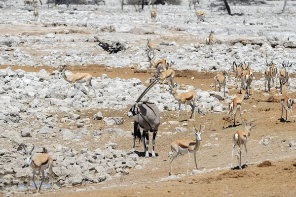 Afrika Savana Vahşi Afrika Antilobu Antilop — Stok fotoğraf