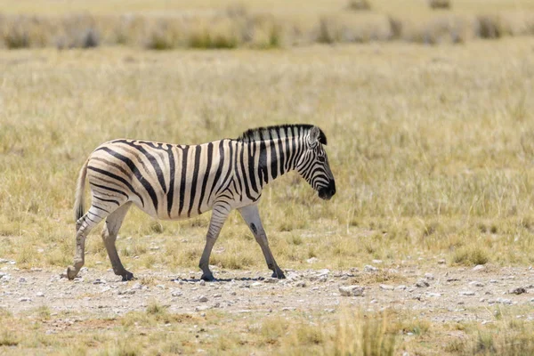 Wild Zebra Walking African Savanna Close — Stock Photo, Image