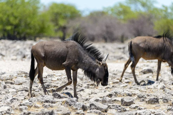 Wilde Gnu Antilope Afrikanischen Nationalpark — Stockfoto