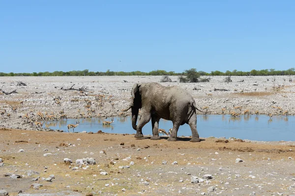 Elefante Africano Salvaje Abrevadero Sabana — Foto de Stock