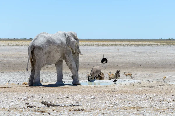 サバンナで滝壺に野生のアフリカ象 — ストック写真