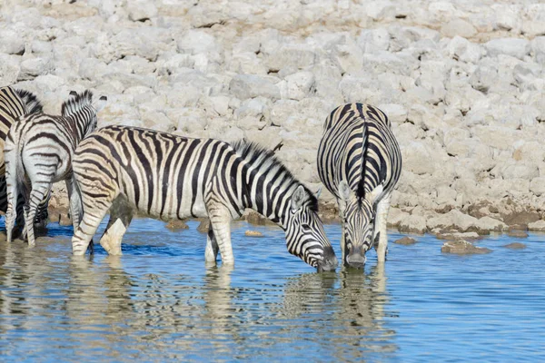 Zebras Selvagens Água Potável Buraco Água Savana Africana — Fotografia de Stock