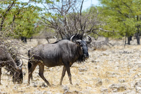 Vad Gnu Antilop Ban Afrikai Nemzeti Park — Stock Fotó
