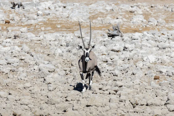 Wild Oryx Antelope African Savannah — Stock Photo, Image