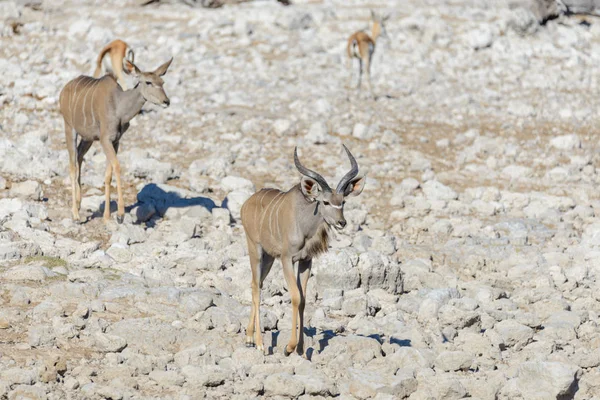 非洲大草原上的野生羚羊 — 图库照片
