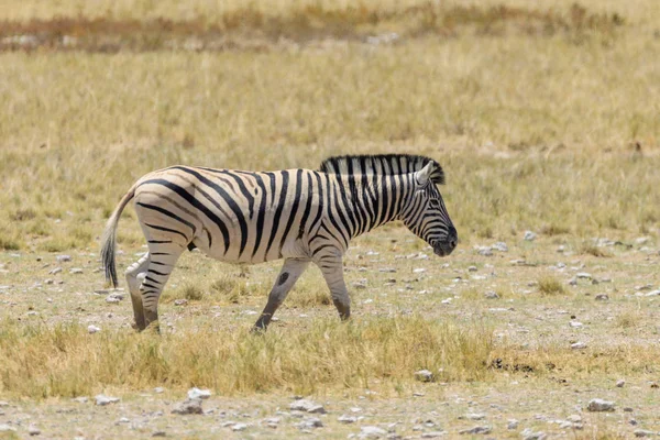 Zèbre Sauvage Marchant Dans Savane Africaine Gros Plan — Photo