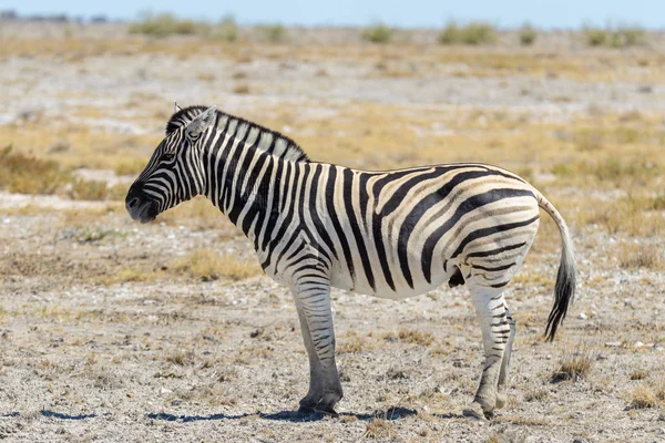 Divoká Zebra Africké Savaně — Stock fotografie