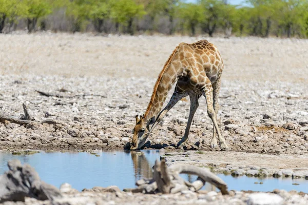 Zsiráf Ivóvíz Például Afrikai Szavanna Víznyelő — Stock Fotó