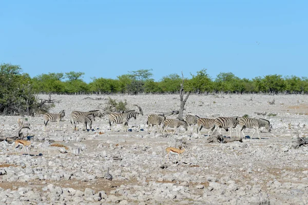 Zebras Selvagens Caminhando Savana Africana — Fotografia de Stock