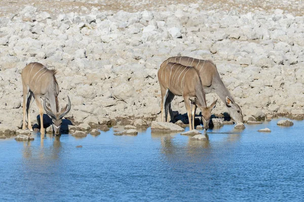 Afrika Savana Vahşi Kudu Antilop — Stok fotoğraf