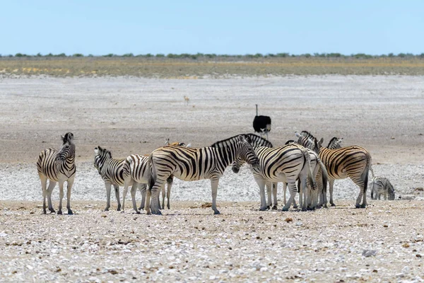 Wild Zebras Walking African Savanna — Stock Photo, Image