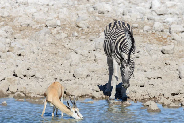 Animais Selvagens Africanos Gnu Kudu Orix Springbok Zebras Água Potável — Fotografia de Stock