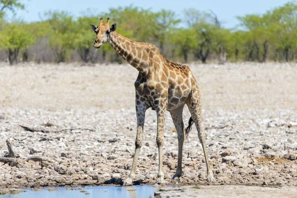 Giraffe Auf Wasserloch Der Afrikanischen Savanne — Stockfoto