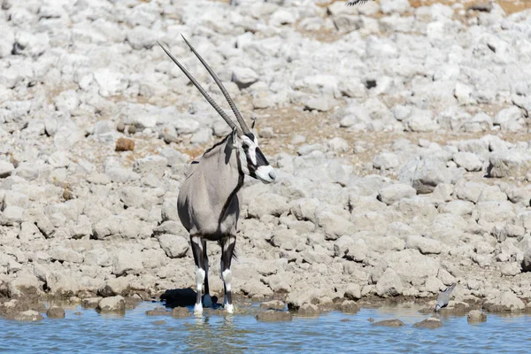Antilope Oryx Sauvage Dans Savane Africaine — Photo