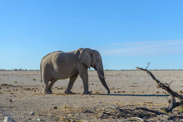 Dzikich Słoni Spaceru Afrykańskiej Sawanny — Zdjęcie stockowe