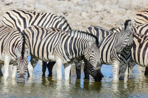 Zebras Selvagens Água Potável Buraco Água Savana Africana — Fotografia de Stock