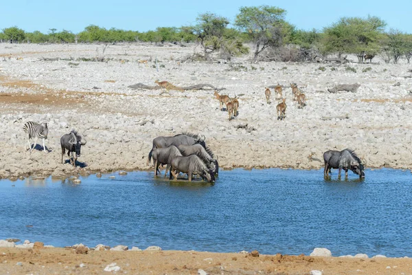Дикі Gnu Антилопи Африканський Національний Парк — стокове фото
