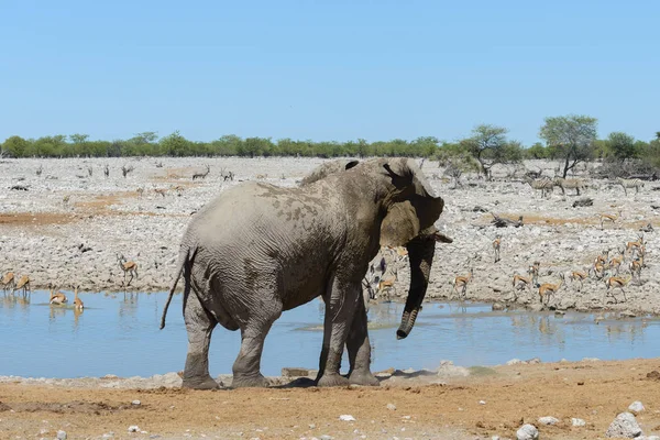 Éléphant Afrique Sauvage Sur Trou Eau Dans Savane — Photo