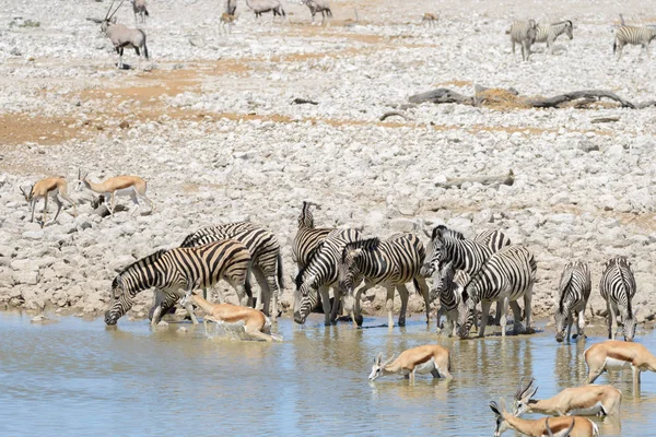 Wild african animals -gnu, kudu, orix, springbok, zebras drinking water in waterhole