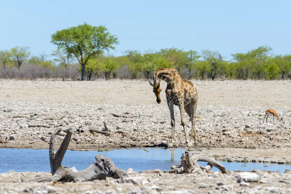 Girafa Buraco Água Savana Africana — Fotografia de Stock