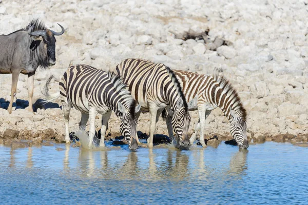 Wilde Afrikanische Tiere Gnu Kudu Orix Springbock Zebras Trinkwasser Wasserloch — Stockfoto