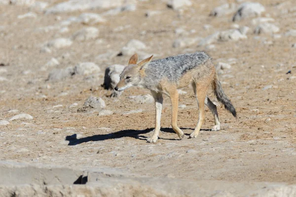 Wild Jackal Waterhole African Savanna — Stock Photo, Image