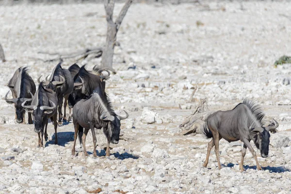 Vahşi Afrika Hayvanları Gnu Kudu Orix Springbok Zebralar Içme Suyunda — Stok fotoğraf