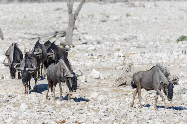 Wild African Animals Gnu Kudu Orix Springbok Zebras Drinking Water — Stock Photo, Image