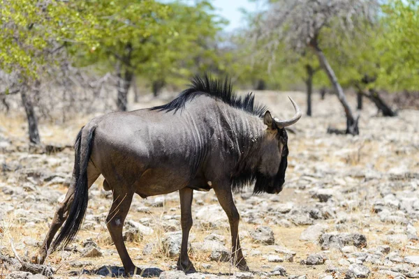 Antílope Gnu Selvagem Parque Nacional Africano — Fotografia de Stock