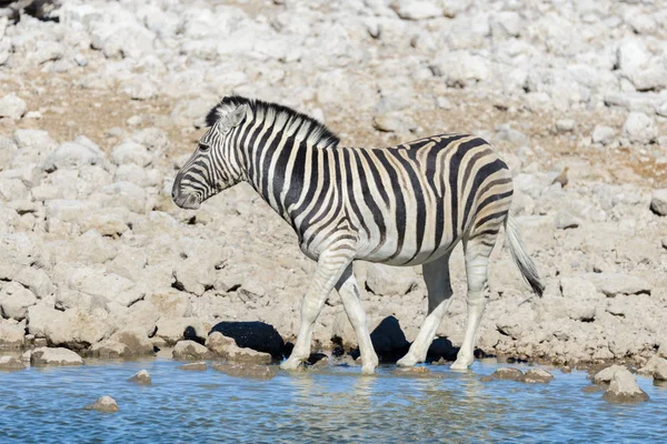 Zebras Selvagens Água Potável Buraco Água Savana Africana — Fotografia de Stock