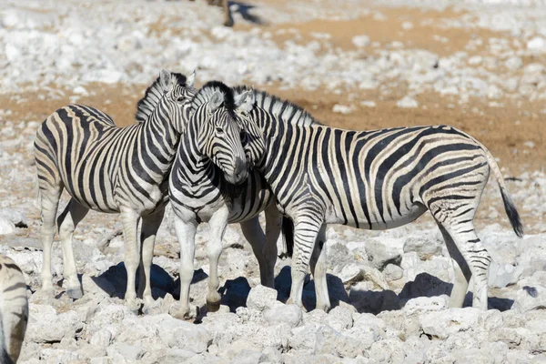 Wild Zebra Drinkwater Waterhole Afrikaanse Savanne — Stockfoto