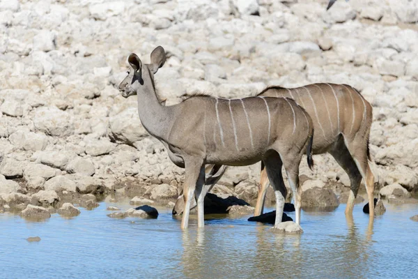 Antilopes Kudu Sauvages Dans Savane Africaine — Photo