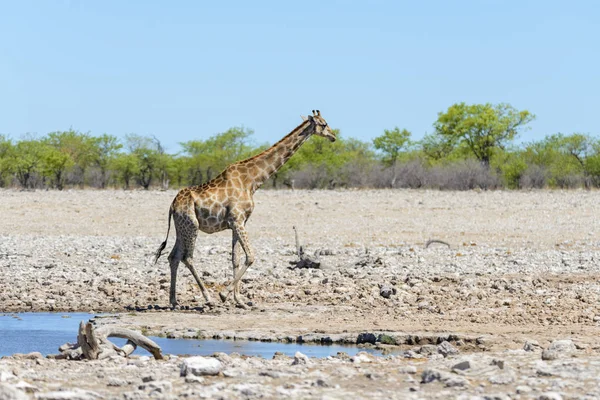 Girafe Sur Trou Eau Dans Savane Africaine — Photo