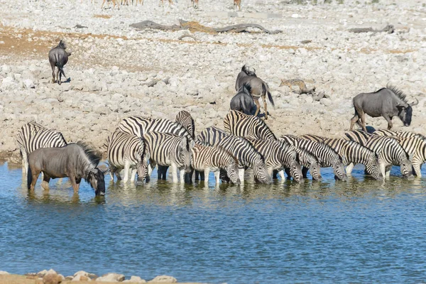 Cebras Silvestres Bebiendo Agua Pozo Agua Sabana Africana — Foto de Stock