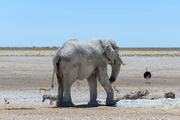 Elefante Africano Salvaje Abrevadero Sabana — Foto de Stock