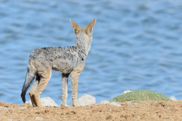 Üzerinde Birikintisinin Afrika Savana Vahşi Çakal — Stok fotoğraf