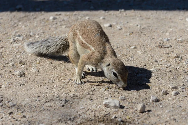 Sul Africano Esquilo Terra Xerus Inauris Sentado — Fotografia de Stock