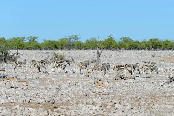 Zebras Selvagens Caminhando Savana Africana — Fotografia de Stock