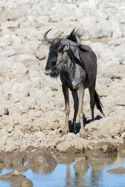 Wild Gnu Antelope Afrikaanse National Park — Stockfoto