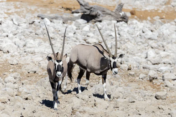 Antilope Orice Selvatico Nella Savana Africana — Foto Stock