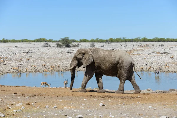 Дикий Африканский Слон Водопое Саванне — стоковое фото
