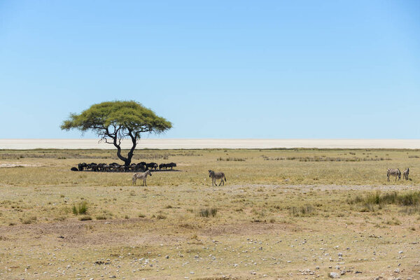 Wild gnu herd beneath tree in the African savanna