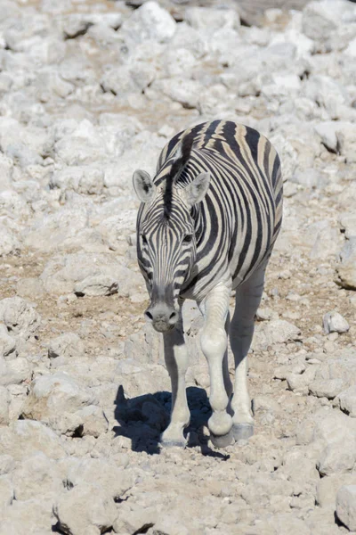 Zebras Selvagens Caminhando Savana Africana — Fotografia de Stock