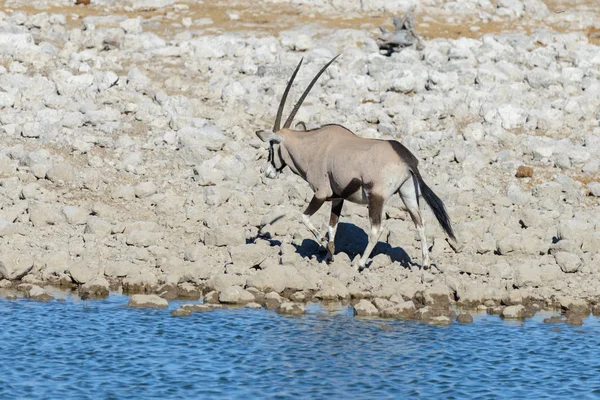 Vilda Oryx Antilop Den Afrikanska Savannen — Stockfoto