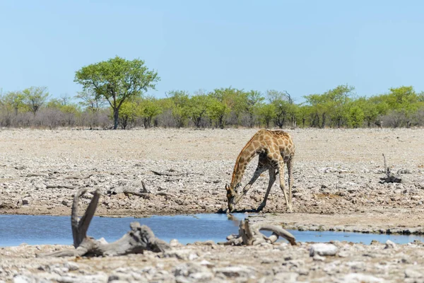 キリンはアフリカのサバンナで滝壺に水を飲む — ストック写真