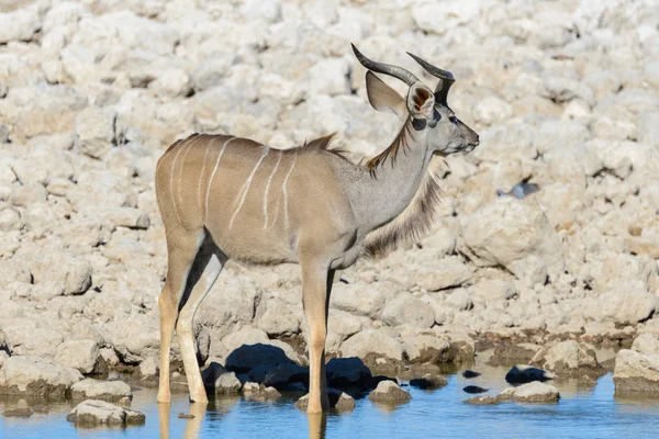 Antilopes Kudu Sauvages Dans Savane Africaine — Photo