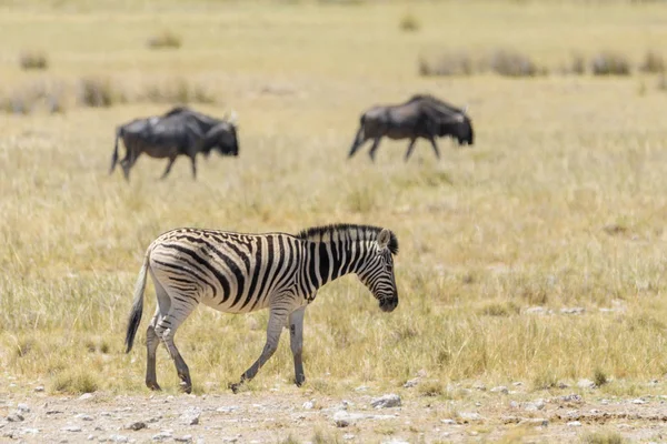 在非洲大草原上行走的野生斑马 背景是小羚羊 — 图库照片