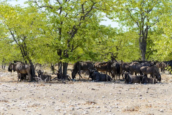 Vad Gnu Csorda Afrikai Szavanna Alatt — Stock Fotó