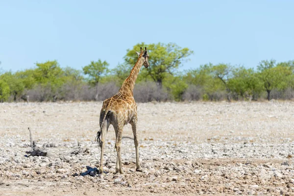 Giraffa Sulla Pozza Acqua Nella Savana Africana — Foto Stock