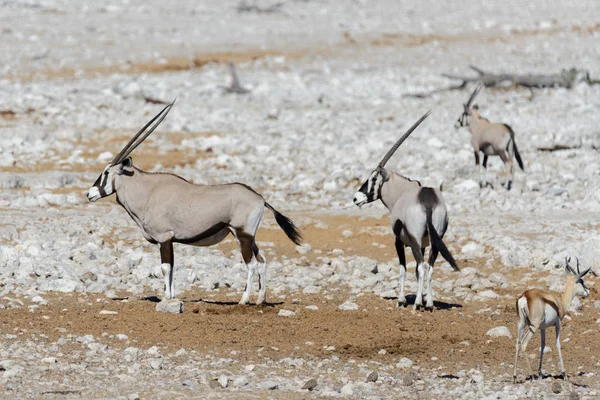 Antílope Oryx Selvagem Savana Africana — Fotografia de Stock